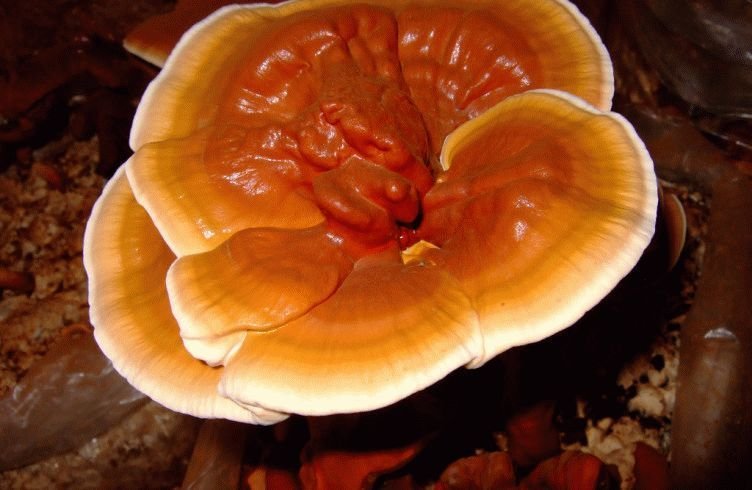 Ганодерма — гриб для похудения