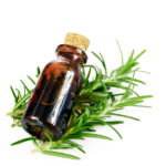 Organic rosemary leaves and essential oil